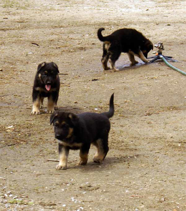 Chiots berger allemand 15 Avril