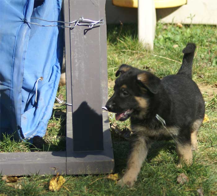 Chiot berger Allemand blanc 16 et 17 Octobre 2010