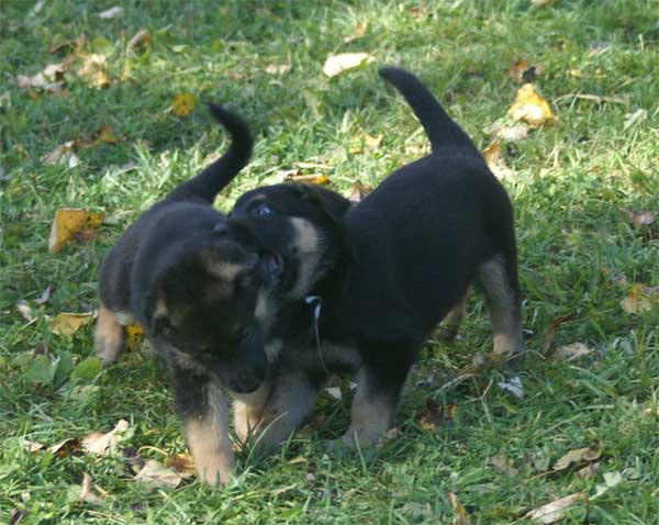 Chiot berger Allemand blanc 16 et 17 Octobre 2010