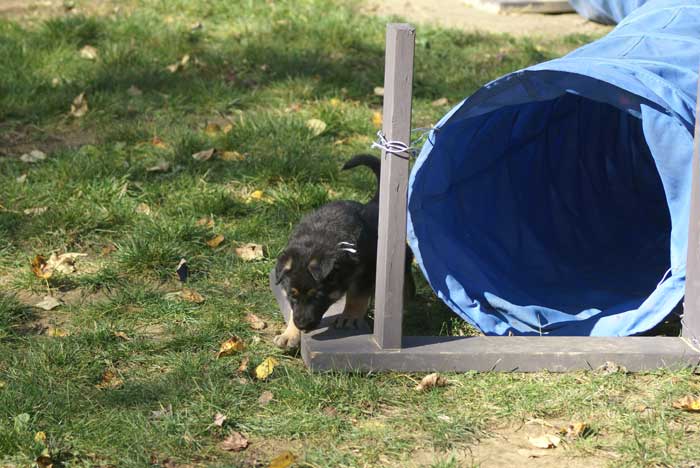 Chiot berger Allemand blanc 16 et 17 Octobre 2010