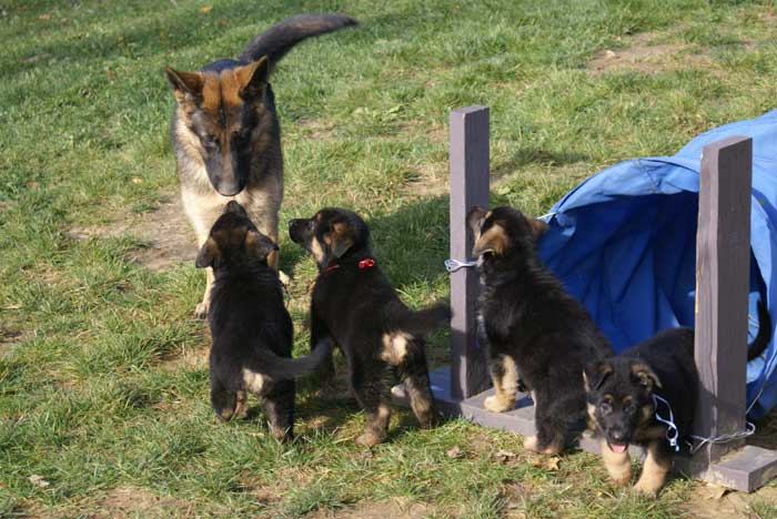 Chiots Berger Allemand - Eleveur de passion de lignées de Champion