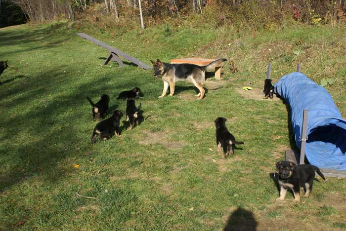 Chiots Berger Allemand - Eleveur de passion de lignées de Champion