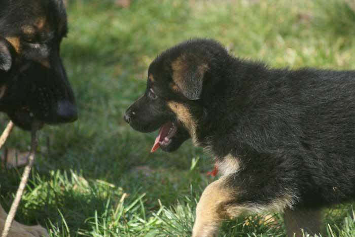 Chiot berger Allemand Rauge 16 et 17 Octobre 2010