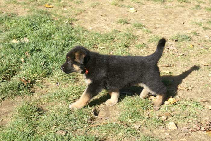 Chiot berger Allemand Rauge 16 et 17 Octobre 2010