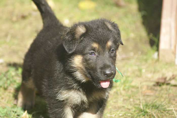 Chiot berger Allemand Vert 16 et 17 Octobre 2010