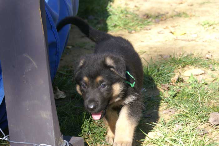 Chiot berger Allemand Vert 16 et 17 Octobre 2010