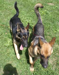 Lady et Kenia, elle apprenent a ce tolérer!