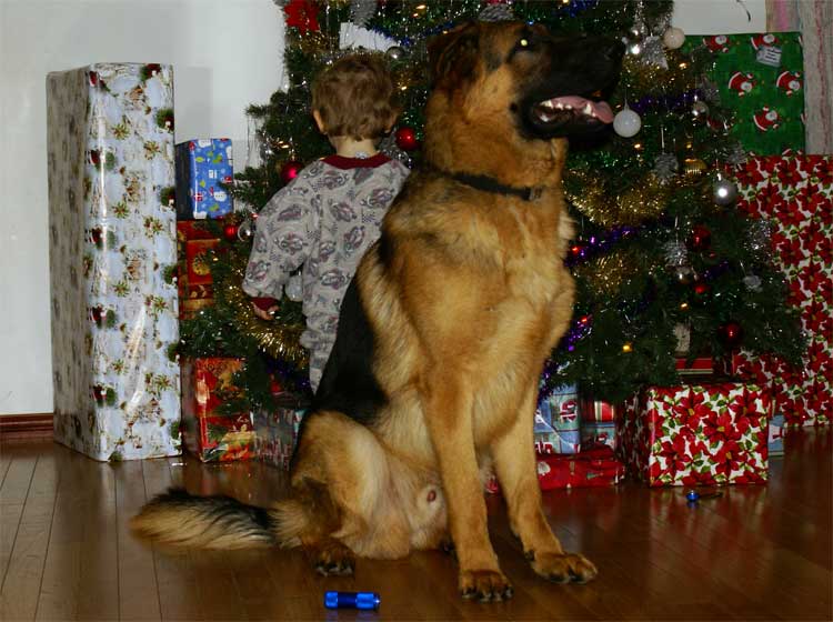 Vidal Z Krywlan a 10 mois 20 decembre 2010 - Fils de Vegas du Haut Mansard Double champion du monde