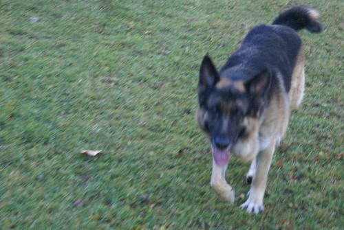 Capone Von D'andico Berger Allemand Pure race De lignee