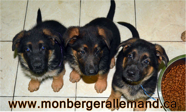 Chiots berger allemand a Lady - 8 semaines de vie.