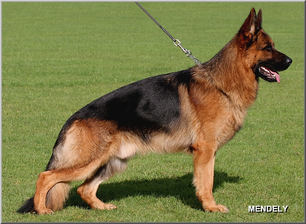 Remo Vom Fichtenschlag