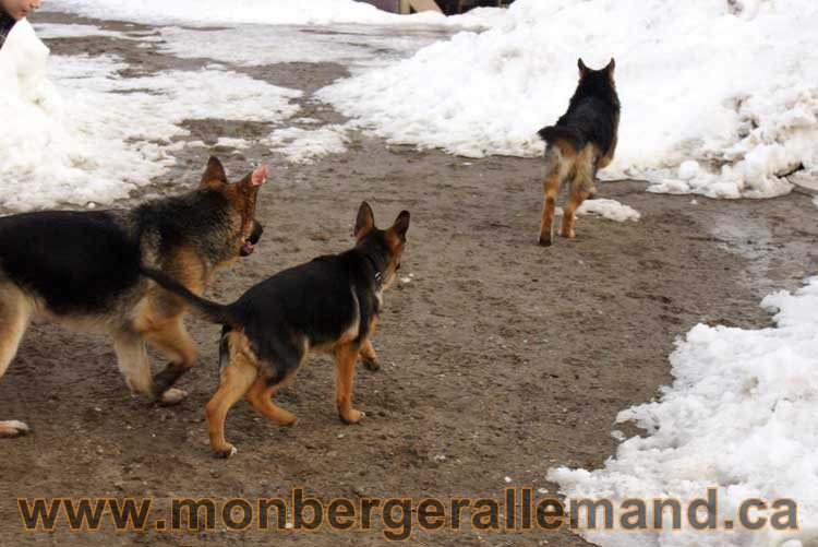Chiots et chien berger allemand - 15 mars 2011