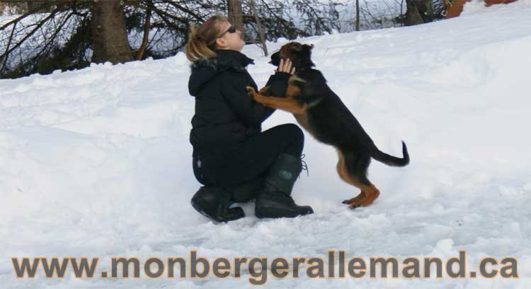 Chiots et chien berger allemand - 15 mars 2011