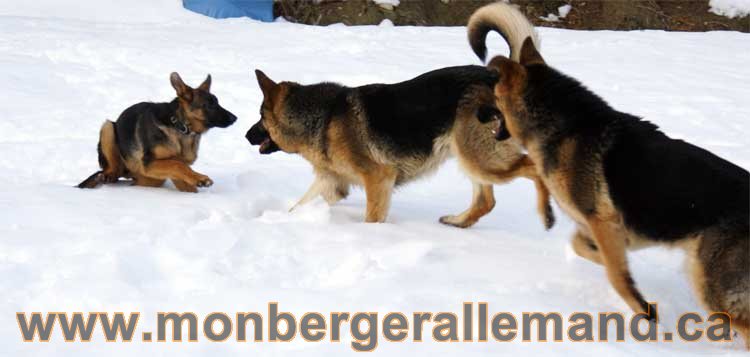 Chiots et chien berger allemand - 15 mars 2011