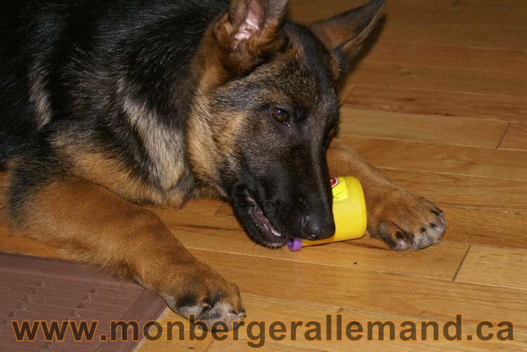 Chiots et chien berger allemand - 15 mars 2011