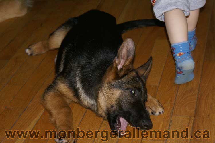 Chiots et chien berger allemand - 15 mars 2011