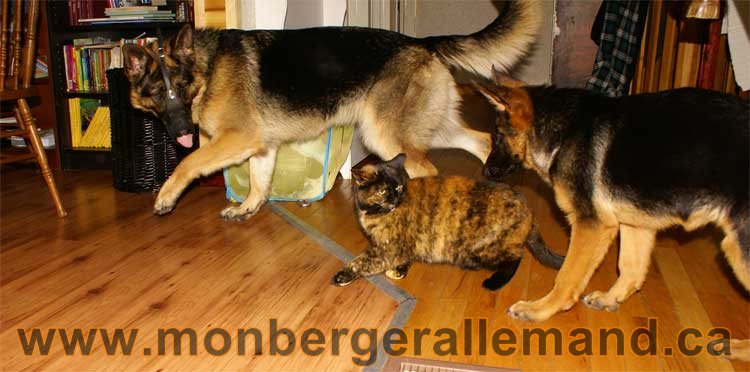 Chiots et chien berger allemand - 15 mars 2011