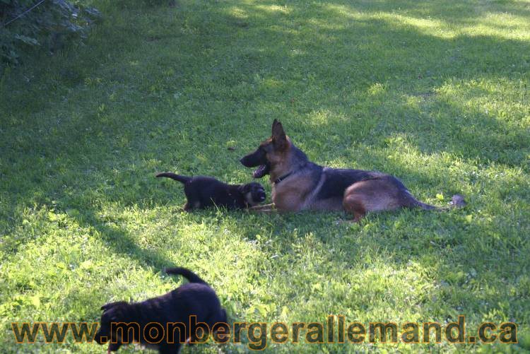 17 juin 2011 - Berger Allemand de grande LIgnée