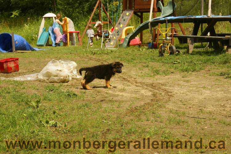 Des chiots berger Allemand très spécial !