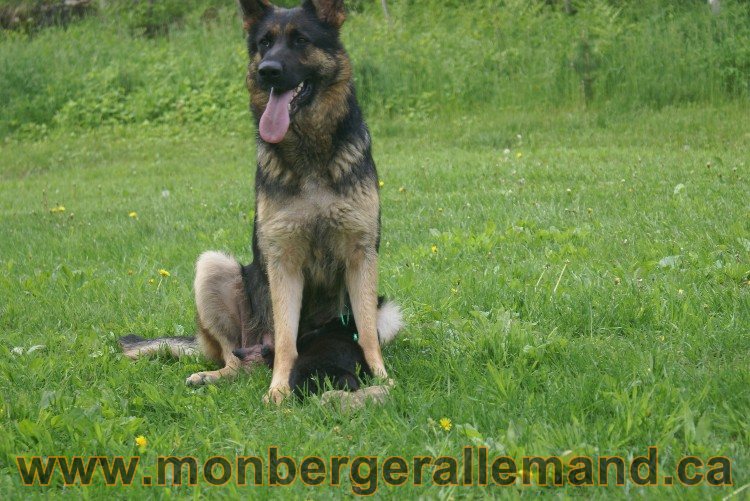 Première sortie des Chiots a Lady - German Shephered Berger allemand - 29 mai 2011