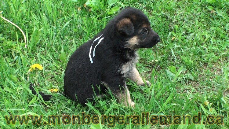 Blanche neige Femelle Berger Allemand