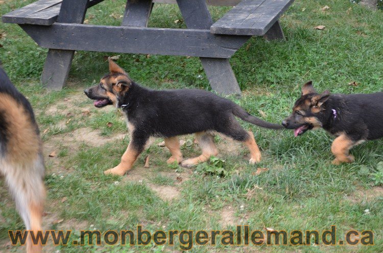Les chiots - Berger allemand de grande lignées !