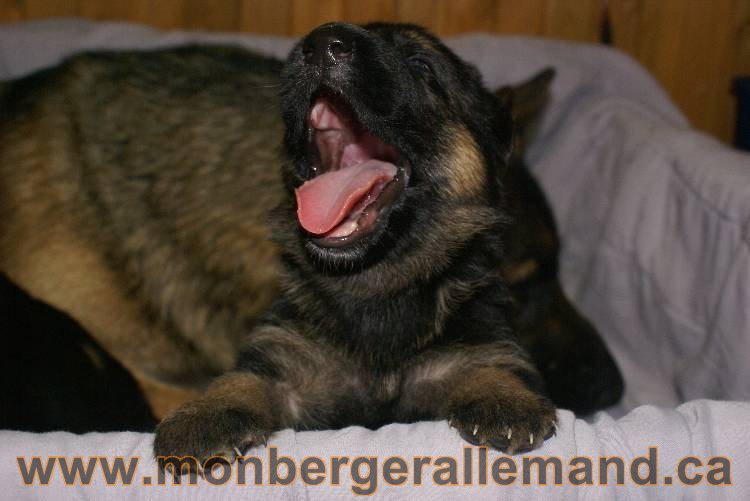 Les chiots a Roxy Il reste 2 chiots disponible sur cette portée