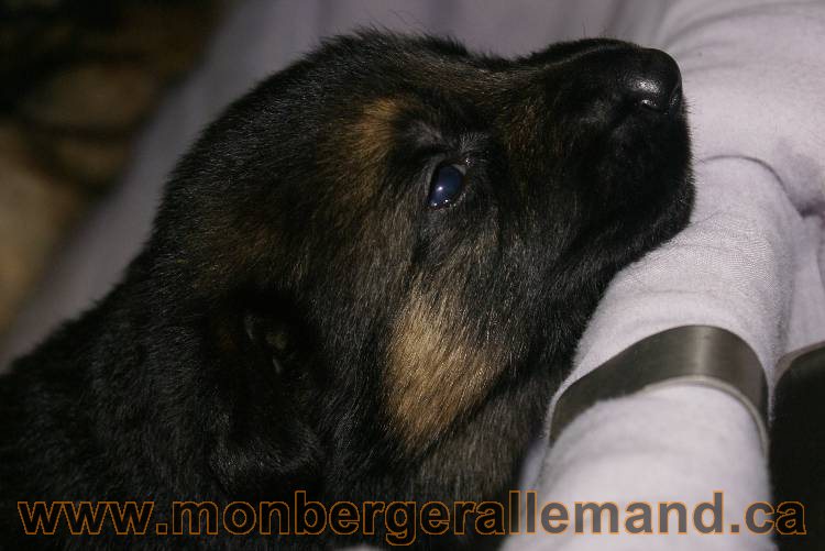 Les chiots a Roxy Il reste 2 chiots disponible sur cette portée