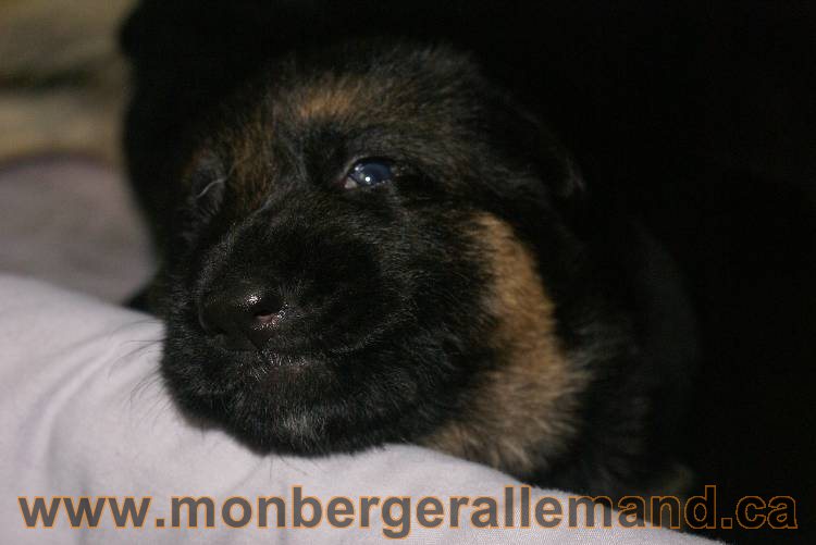 Les chiots a Roxy Il reste 2 chiots disponible sur cette portée