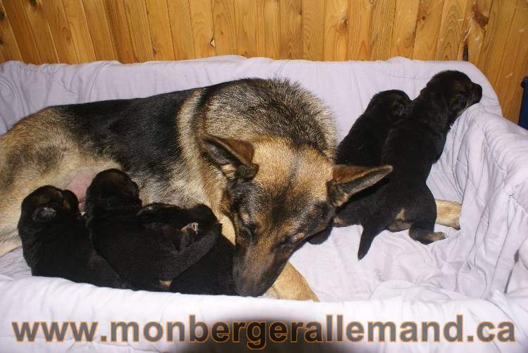 Les chiots a Roxy Il reste 2 chiots disponible sur cette portée