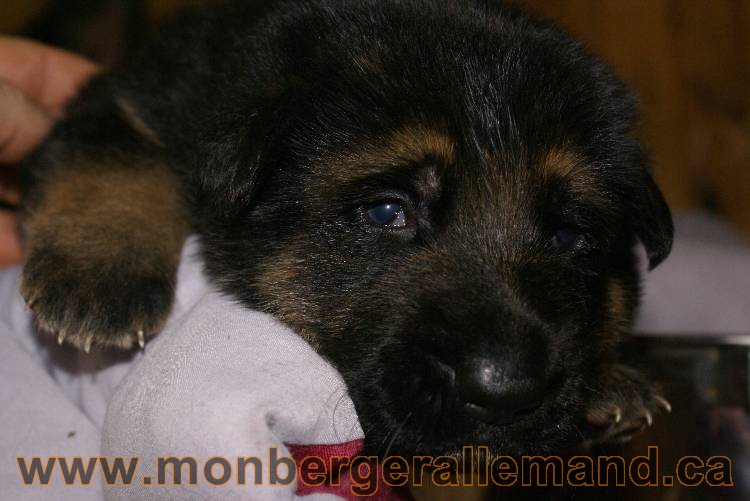 Les chiots a Roxy Il reste 2 chiots disponible sur cette portée