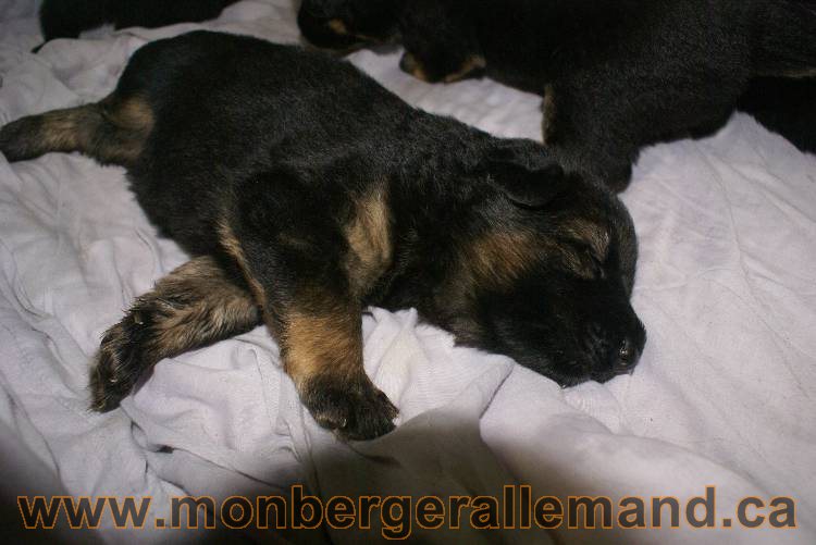 Les chiots a Roxy Il reste 2 chiots disponible sur cette portée