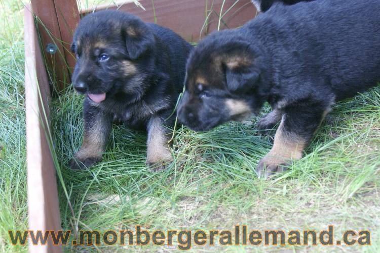 Les chiots a Roxy Il reste 2 chiots disponible sur cette portée