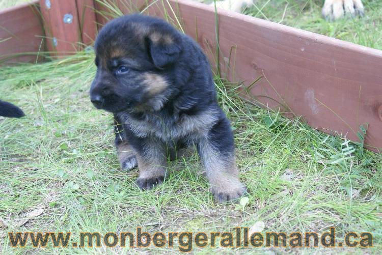 Les chiots a Roxy Il reste 2 chiots disponible sur cette portée