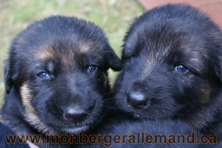 Les chiots a Roxy Il reste 2 chiots disponible sur cette portée