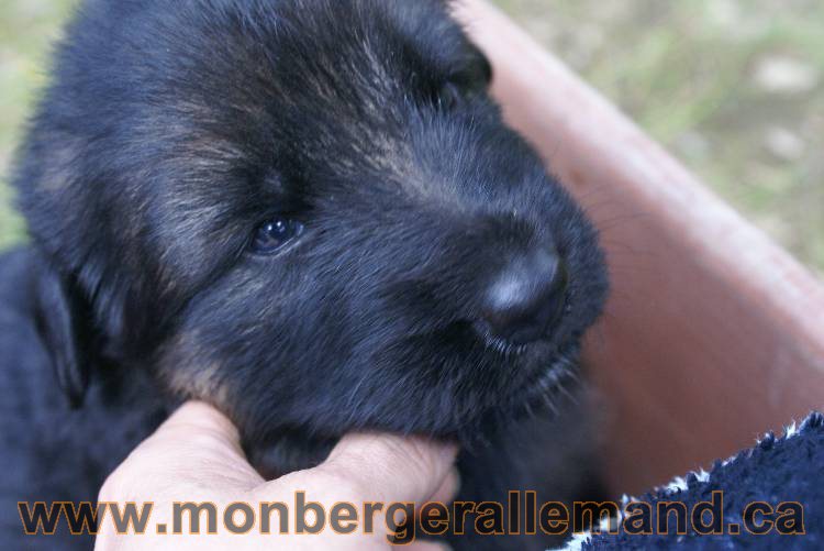 Les chiots a Roxy Il reste 2 chiots disponible sur cette portée