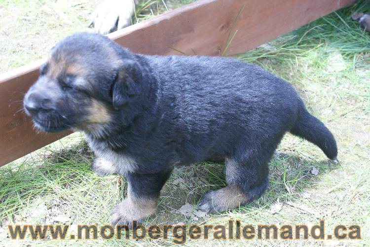 Les chiots a Roxy Il reste 2 chiots disponible sur cette portée