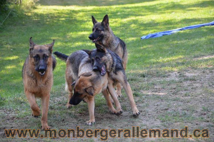Les chiens et les Chiots berger allemand !