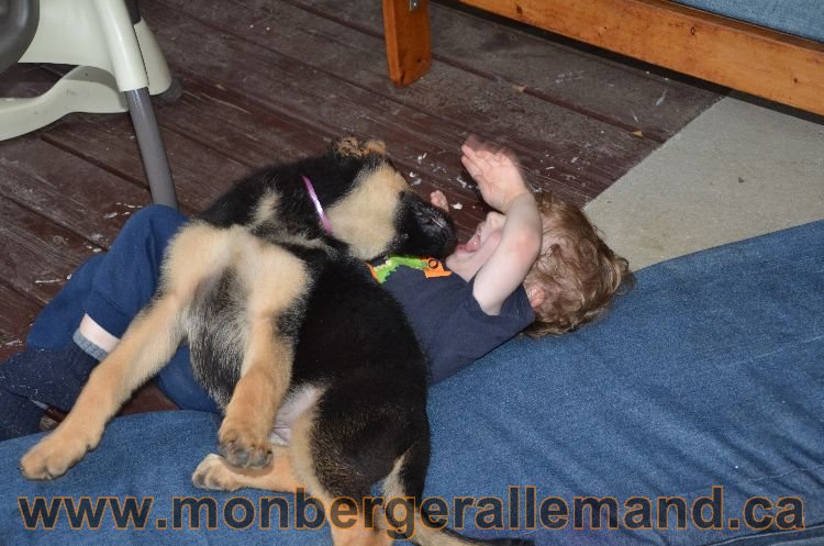 Chiot a Kenya - 16 Aout 2011