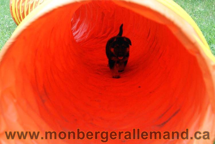 Les chiots berger allemand a Kenya - 13 juillet 2011