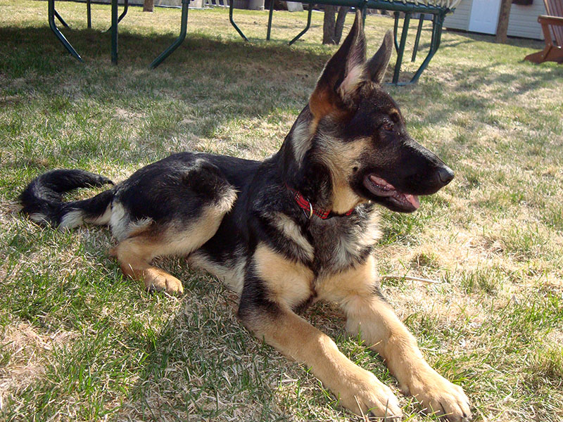 Romy femelle berger allemand (Poupoune) né de Lady et Vidal (ruban rouge portée 8 Décembre 2012),