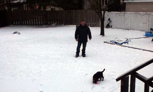 Enzo chiot Male berger allemand -