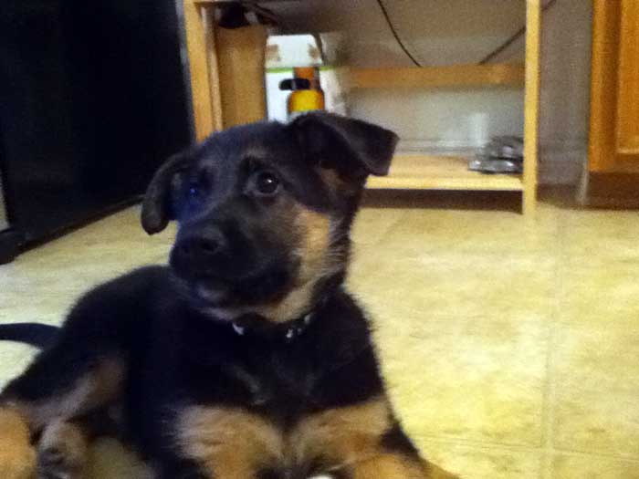 Enzo chiot Male berger allemand -