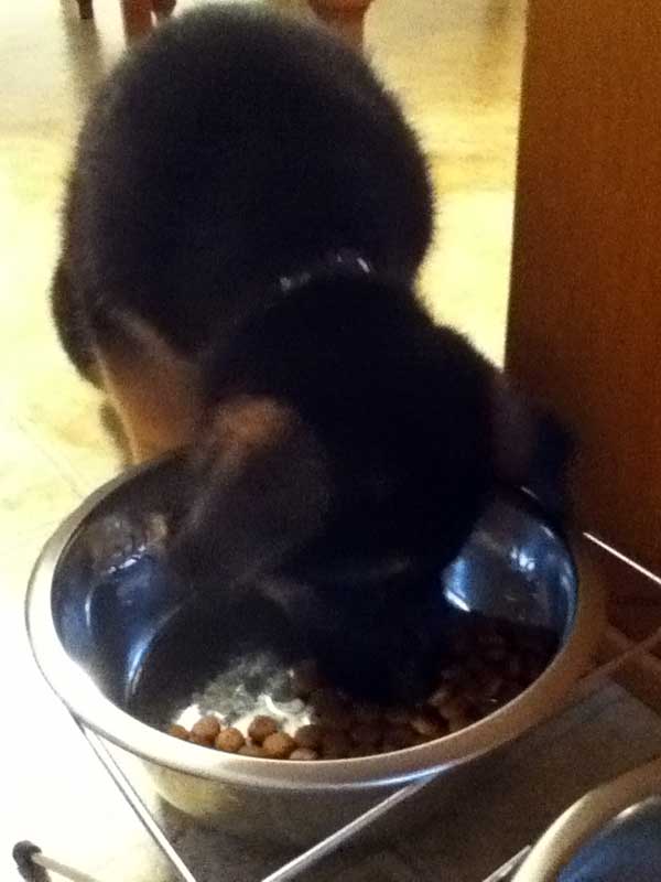 Enzo chiot Male berger allemand -