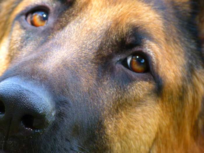 Flic - Né en 2010 il est dans la région de