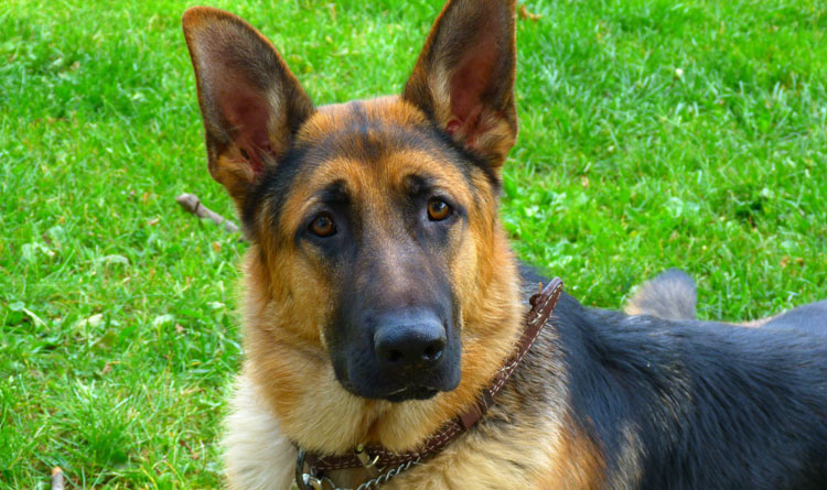 Flic - Né en 2010 il est dans la région de