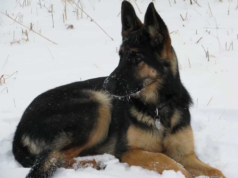 Sammy - Femelle berger allemand né le 1er mai 2011 de Lady et Vidal
