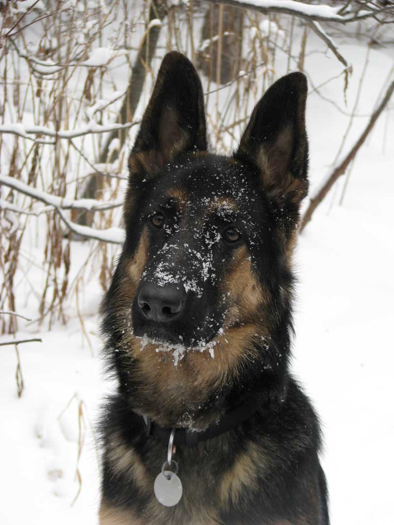 Sammy - Femelle berger allemand né le 1er mai 2011 de Lady et Vidal